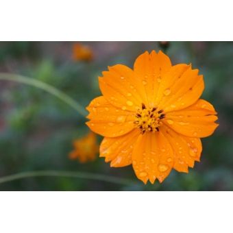 ABAFADOR DE RUIDO AR2F - MUSIMAX