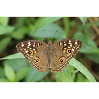 1300 FOUKS AMARELO REF 997 - CALESITA