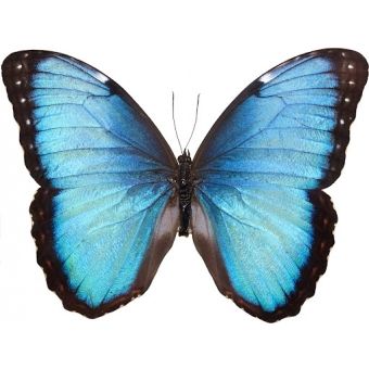 MULTIUSO CORDOBA MEL/PEROLA - PRIMUS